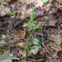 north wind bog orchid thumbnail 1