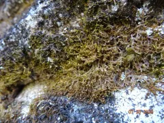 Yew-leaved Earwort thumbnail 3