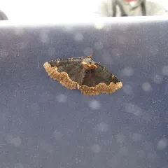 Horrid Zale Moth thumbnail 2