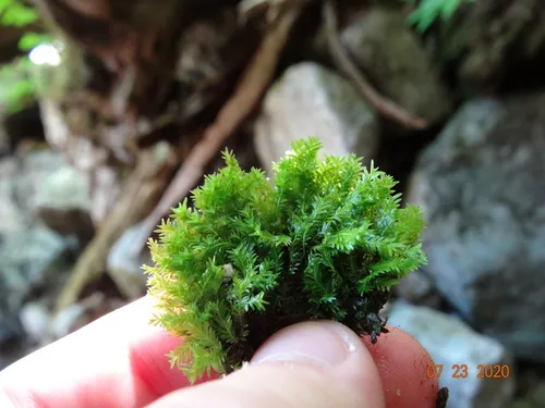 Brook Pocket Moss