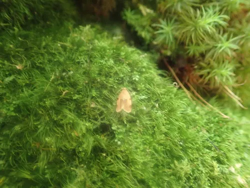Clepsis listerana