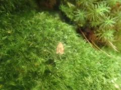 Clepsis listerana thumbnail 1