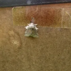 Common Gluphisia Moth thumbnail 4