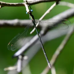 Swamp Spreadwing thumbnail 4