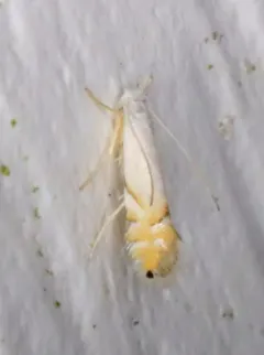 Phyllonorycter clemensella thumbnail 3