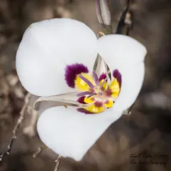 Bruneau Mariposa Lily thumbnail 2