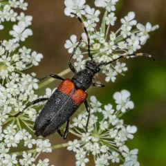 Red-shouldered Pine Borer thumbnail 3