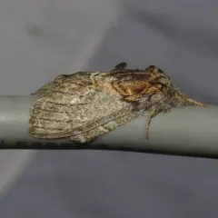 Oval-based Prominent thumbnail 1