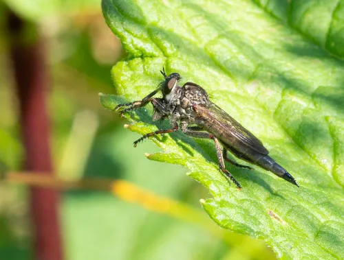 Black-spined Bladetail