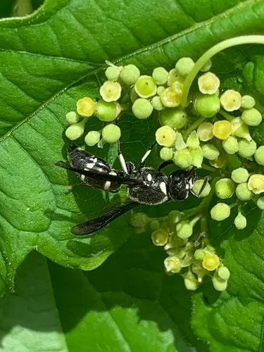 Euodynerus schwarzi