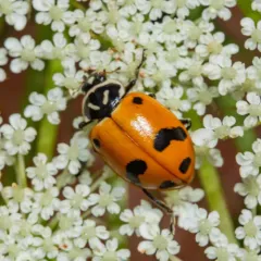 Glacial Lady Beetle thumbnail 4