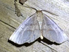 Metarranthis amyrisaria thumbnail 3