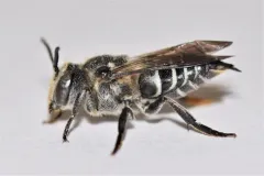 Coelioxys porterae thumbnail 2