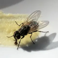 Common House Fly thumbnail 5