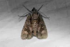 Paraseptis adnixa thumbnail 3