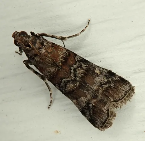 Zimmerman Pine Moth
