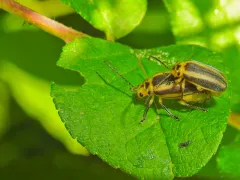 Eastern Pricklyash Leaf Beetle thumbnail 2