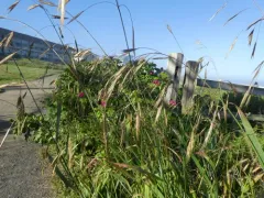 sitka brome thumbnail 2