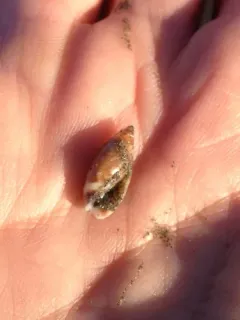 Beatic Dwarf Olive Snail thumbnail 2