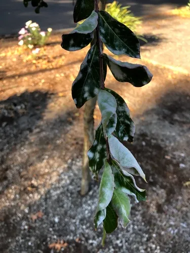 Crape Myrtle Mildew