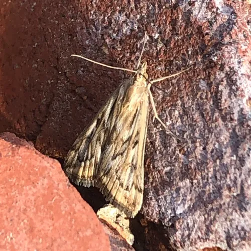 Alfalfa Webworm Moth