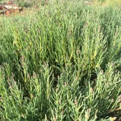 Pacific Glasswort thumbnail 2
