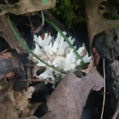 white coral jelly fungus thumbnail 2