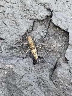 western sea bristletail thumbnail 2