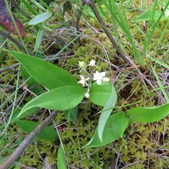three-leaved false Solomon’s seal thumbnail 4