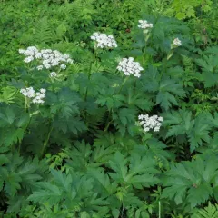 common cowparsnip thumbnail 5