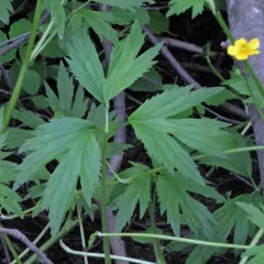 Swamp Buttercup thumbnail 2