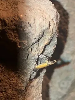 Azalea Leafminer Moth thumbnail 2