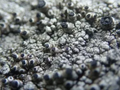Rock Nipple Lichen thumbnail 2