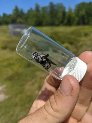 Cuterebra buccata