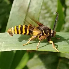 Raspberry Crown Borer thumbnail 2