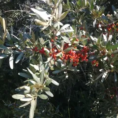 silver buffaloberry thumbnail 3