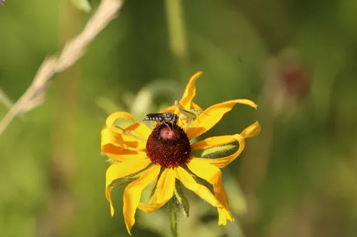 Coelioxys hunteri
