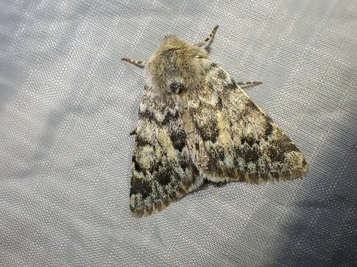 Lasionycta luteola