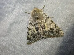 Lasionycta luteola thumbnail 1