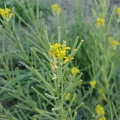 shy wallflower thumbnail 4