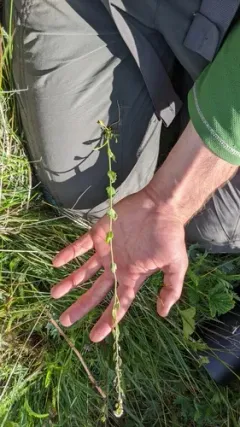 tall draba thumbnail 1