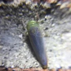 Chlorotettix tergatus thumbnail 3