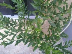 Jerusalem cherry thumbnail 2