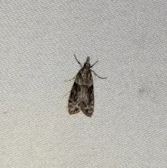 Eudonia spenceri thumbnail 1