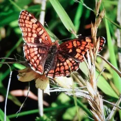 Northern Checkerspot thumbnail 2