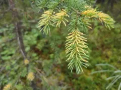 Needle Rust thumbnail 3