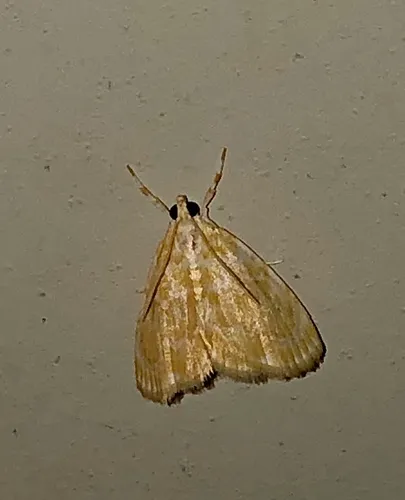 Common Glaphyria Moth