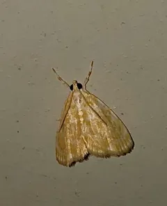 Common Glaphyria Moth thumbnail 1