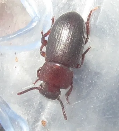 Conibius seriatus