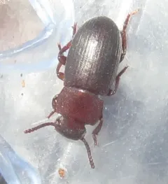 Conibius seriatus thumbnail 1